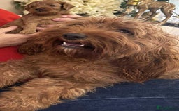 Cavapoo dogs for sale: Beautiful TOY Cavapoo puppies  - Image 1