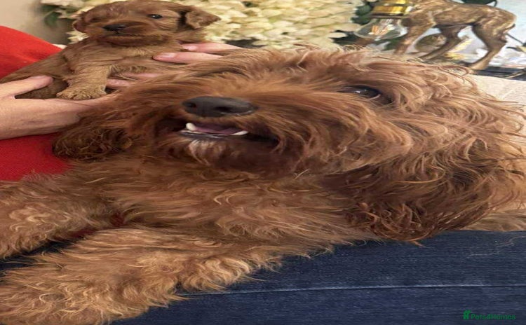 Cavapoo dogs - Advert 7