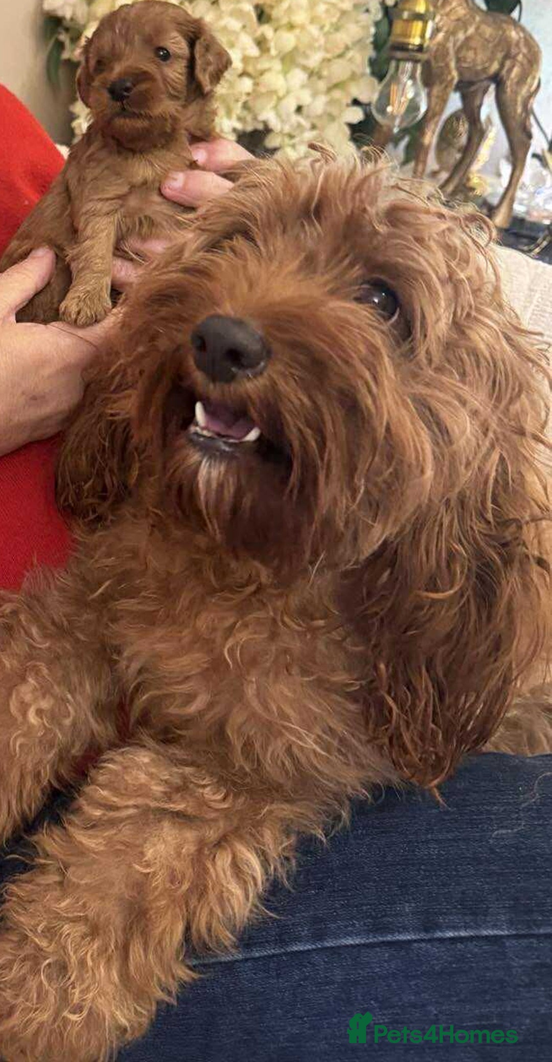 Cavapoo dogs for sale: Beautiful TOY Cavapoo puppies  - Image 1