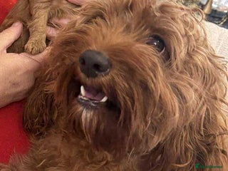 Cavapoo dogs - Advert 4