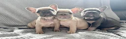 French Bulldog dogs for sale: French bulldogs  - Advert 14