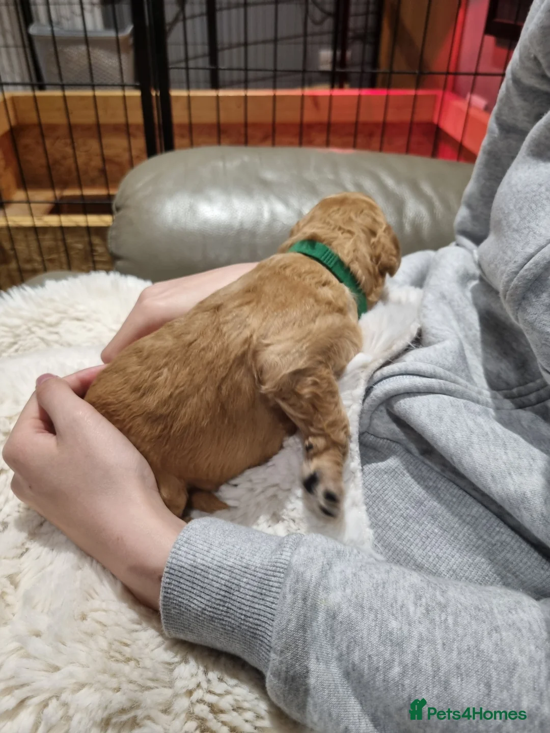 Goldendoodle dogs for sale: READY NOW Last Remaining F2b Goldendoodle puppies  - Advert 24
