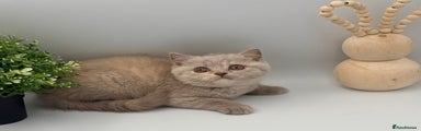 British Shorthair lilac/cream tortie 4