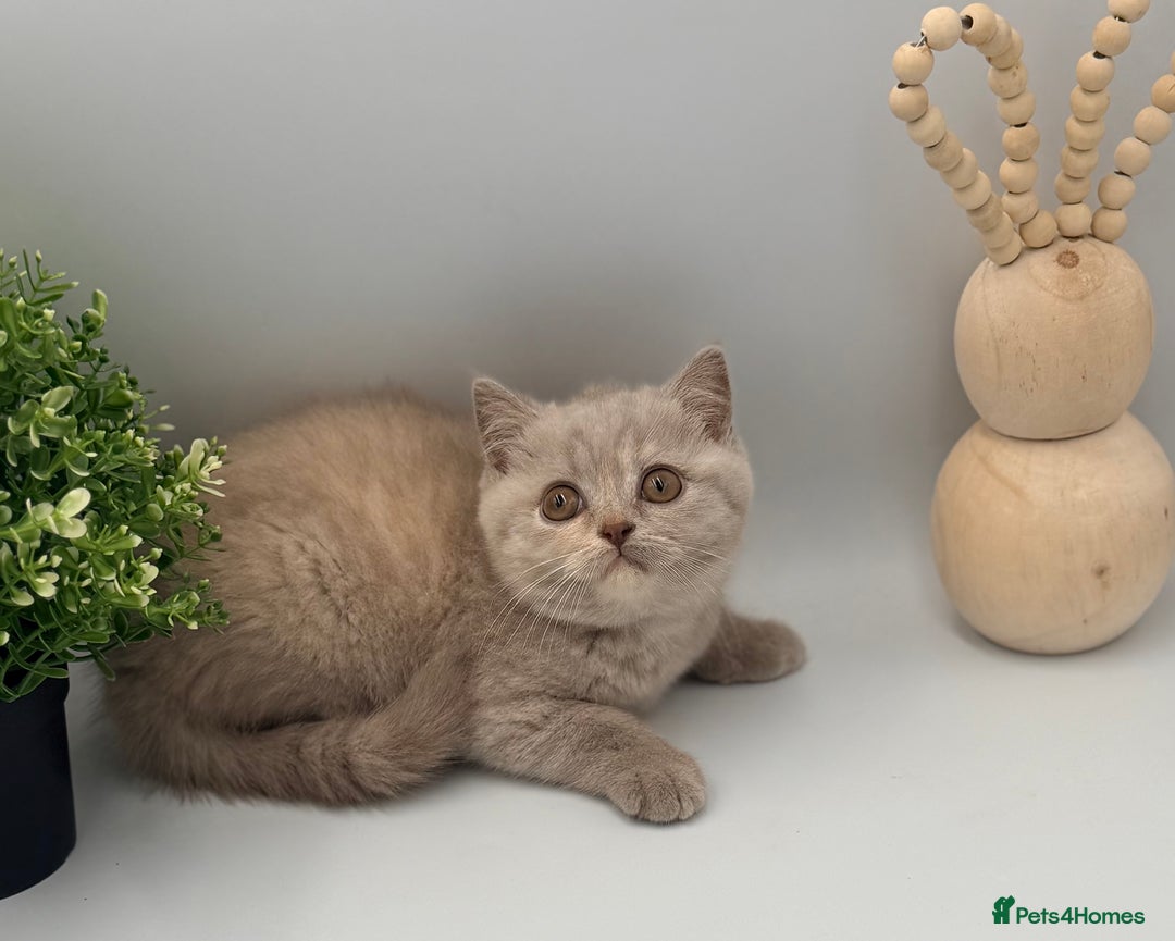 British Shorthair cats for sale: PEDIGREE REGISTERED CHUNKY BRITISH SHORTHAIRS  - Advert 18