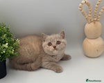 British Shorthair lilac/cream tortie 4