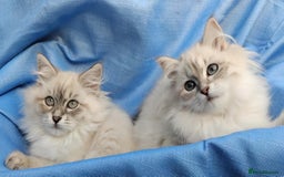 Siberian cats for sale: GCCF Registered Pure Siberian kittens For Sale.   - Image 11