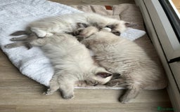 Ragdoll cats for sale: 2 Adorable Bluepoint boy Kittens left!  - Image 5