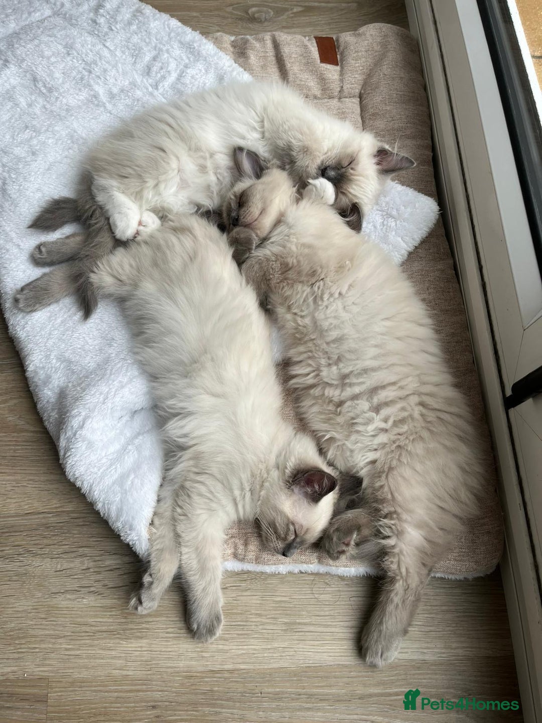 Ragdoll cats for sale: 2 Adorable Bluepoint boy Kittens left!  - Image 5