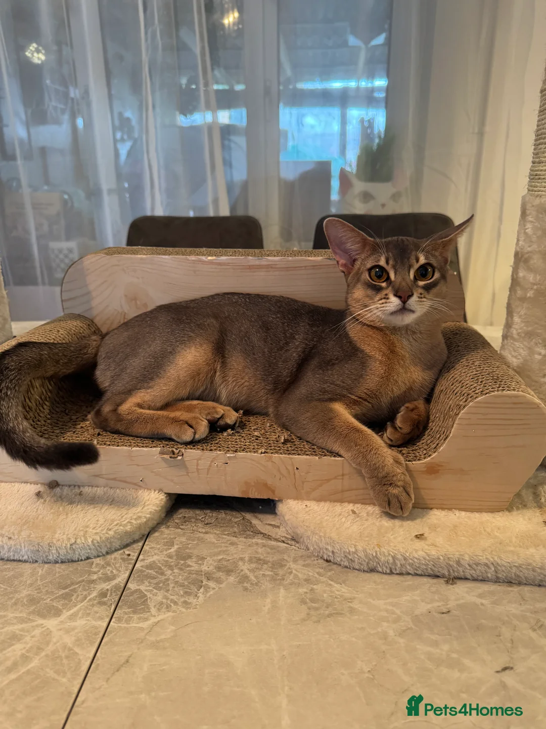 Abyssinian cats for stud: Champion Abyssinian. Tica registered for Stud - Advert 13