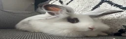 Lionhead rabbits for sale: Gorgeous female lion head rabbit  - Advert 2