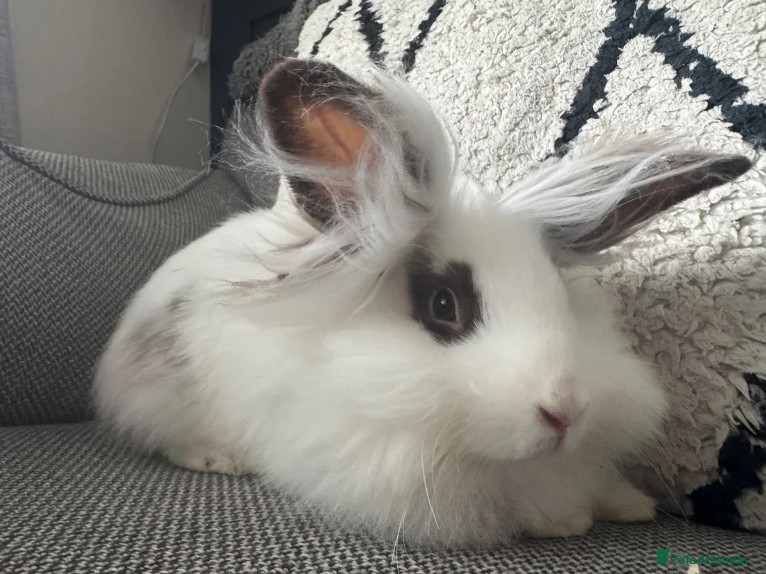 Lionhead rabbits for sale: Gorgeous female lion head rabbit  - Advert 2