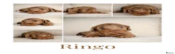 Cockapoo dogs for sale: Cockapoo pups  - Advert 5