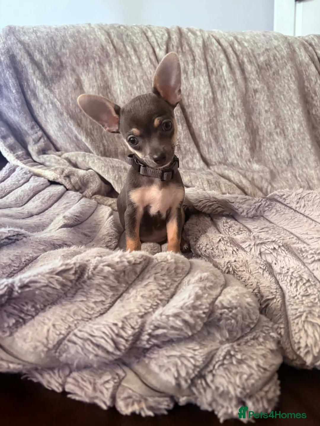 Chihuahua dogs for sale: Stunning tiny chihuahua puppies in Wakefield - Advert 2