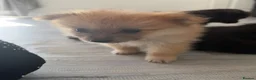 Pomeranian dogs for sale: 🐶 Stunning Pomeranian Puppies 2 Boys an 1 Girl 🐶 in Harlow - Advert 15