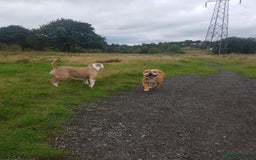 Olde English Bulldogge dogs for sale: Olde English bulldogge  - Image 4