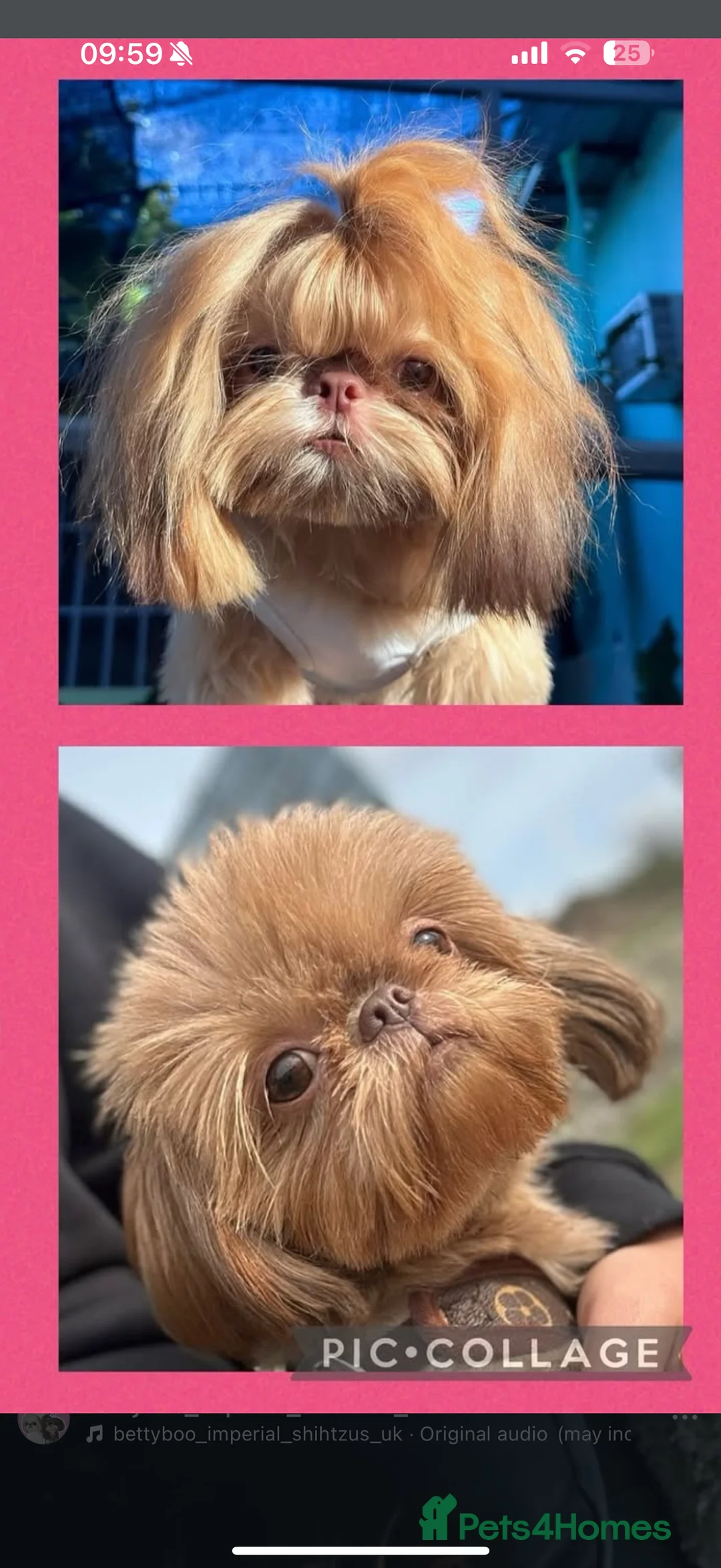 Shih Tzu dogs for sale: Last imperial shihtzu boy 🐻 real life teddy bear  - Advert 9