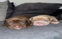 Mixed Breed dogs for sale: Pocket bully X Presa canario puppies - Image 1