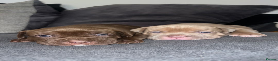 Mixed Breed Puppy 2