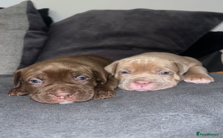 Mixed Breed dogs - Advert 1