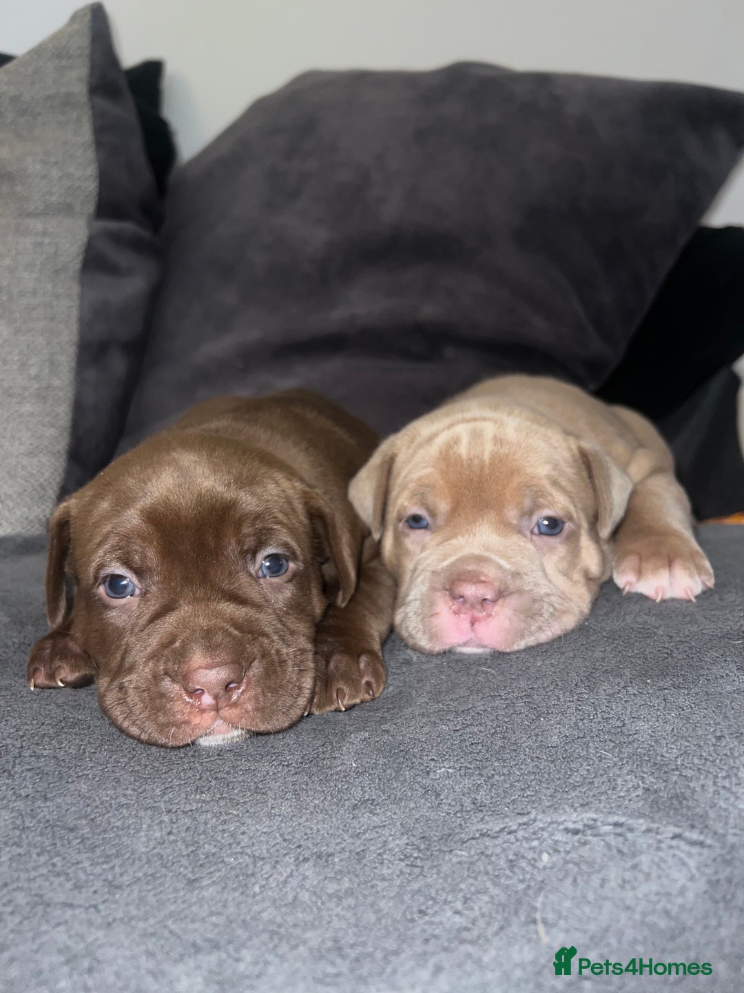 Mixed Breed dogs for sale: Pocket bully X Presa canario puppies - Image 1