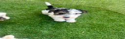 Fox Terrier dogs for sale: Fox Terrier Puppies For Sale  in Ashford - Advert 4