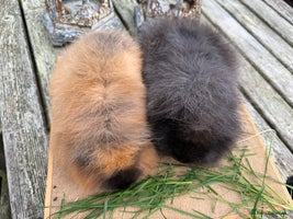 Guinea Pig rodents - Advert 3