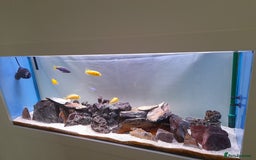 Cichlids fish for sale: Fish task - Image 5