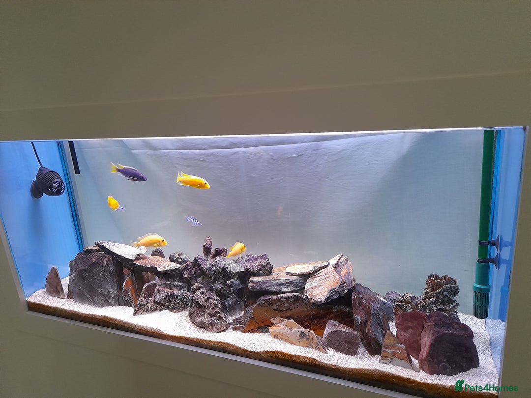 Cichlids fish for sale: Fish task - Image 5