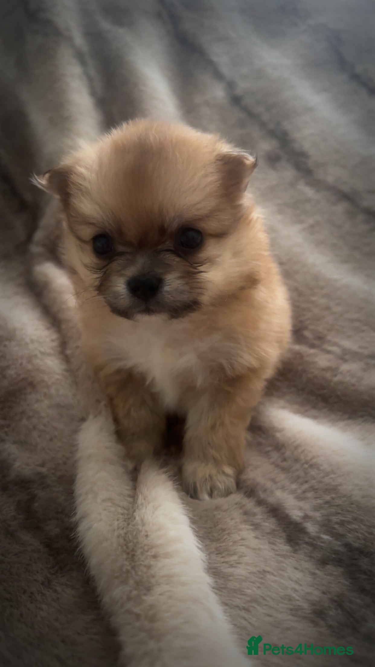 Pomchi dogs for sale: Pomchies  - Advert 7