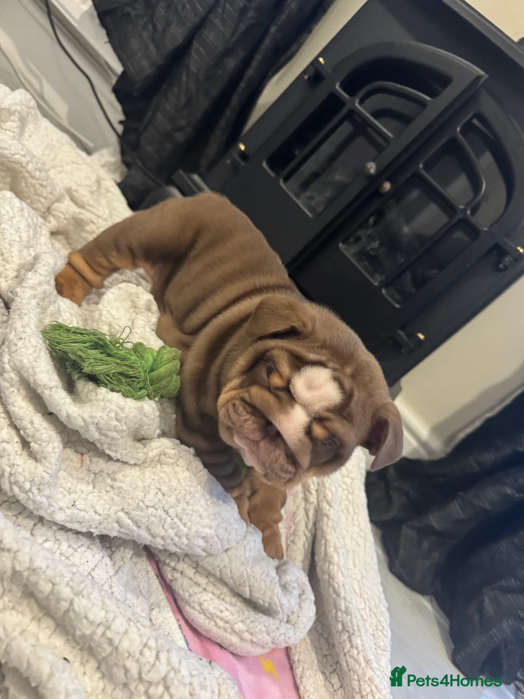 English Bulldog dogs for sale: English bulldogs puppies  - Advert 5