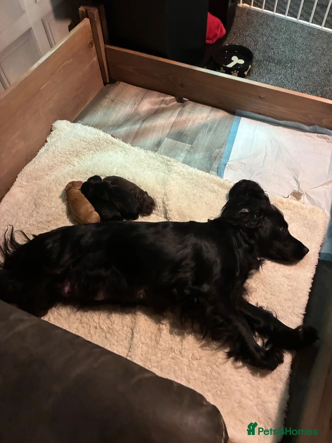 Cocker Spaniel dogs for sale: Lola’s beautiful babies  in Doncaster - Advert 1