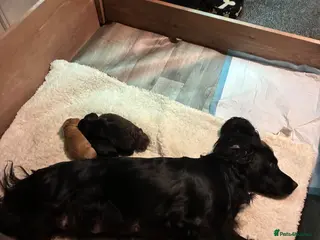 Cocker Spaniel dogs Lola’s beautiful babies - Advert 2