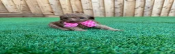 Cockapoo dogs for sale: Beautiful Cockapoo Puppies - Advert 8