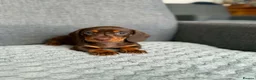 Dachshund dogs for sale: Miniature Dachshund - Advert 3