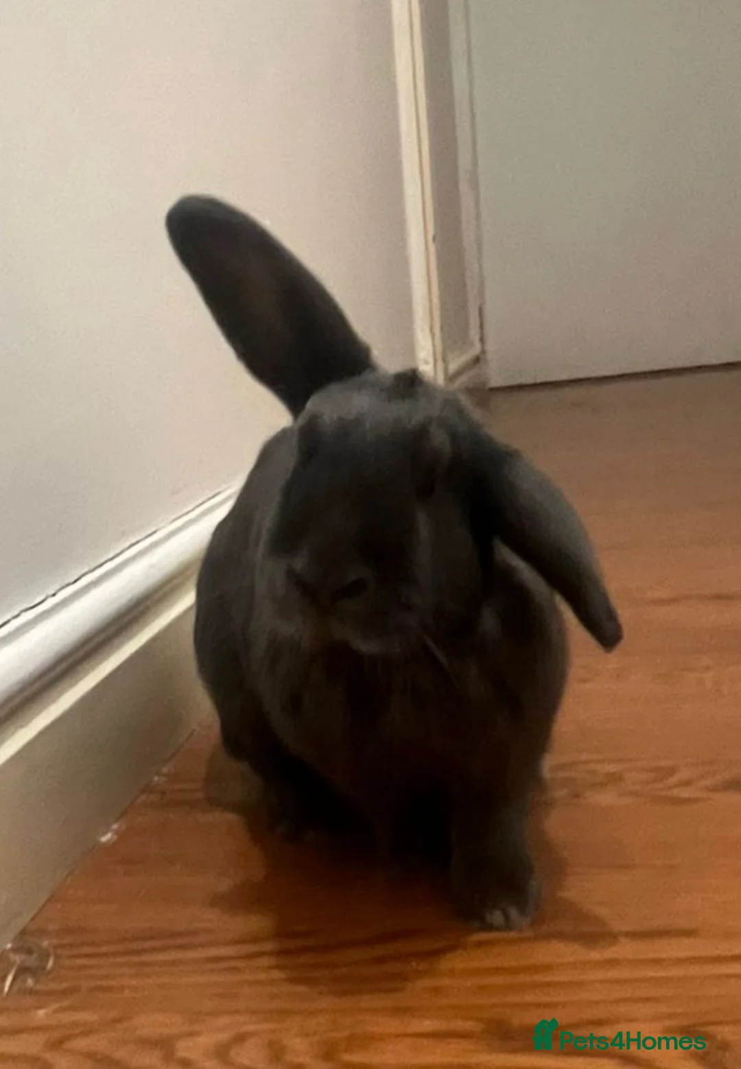 Mixed Breed rabbits for sale: Rabbits for sale  - Advert 2