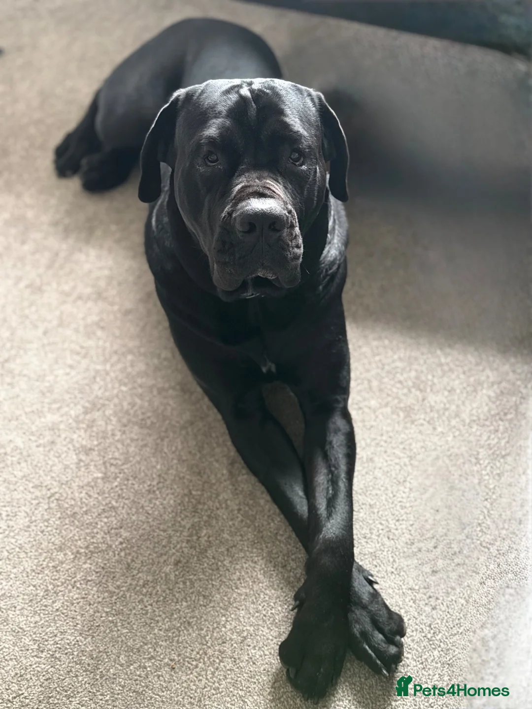 Cane Corso dogs for stud: Pablo - Cane Corso Stud  in Littlehampton - Advert 1