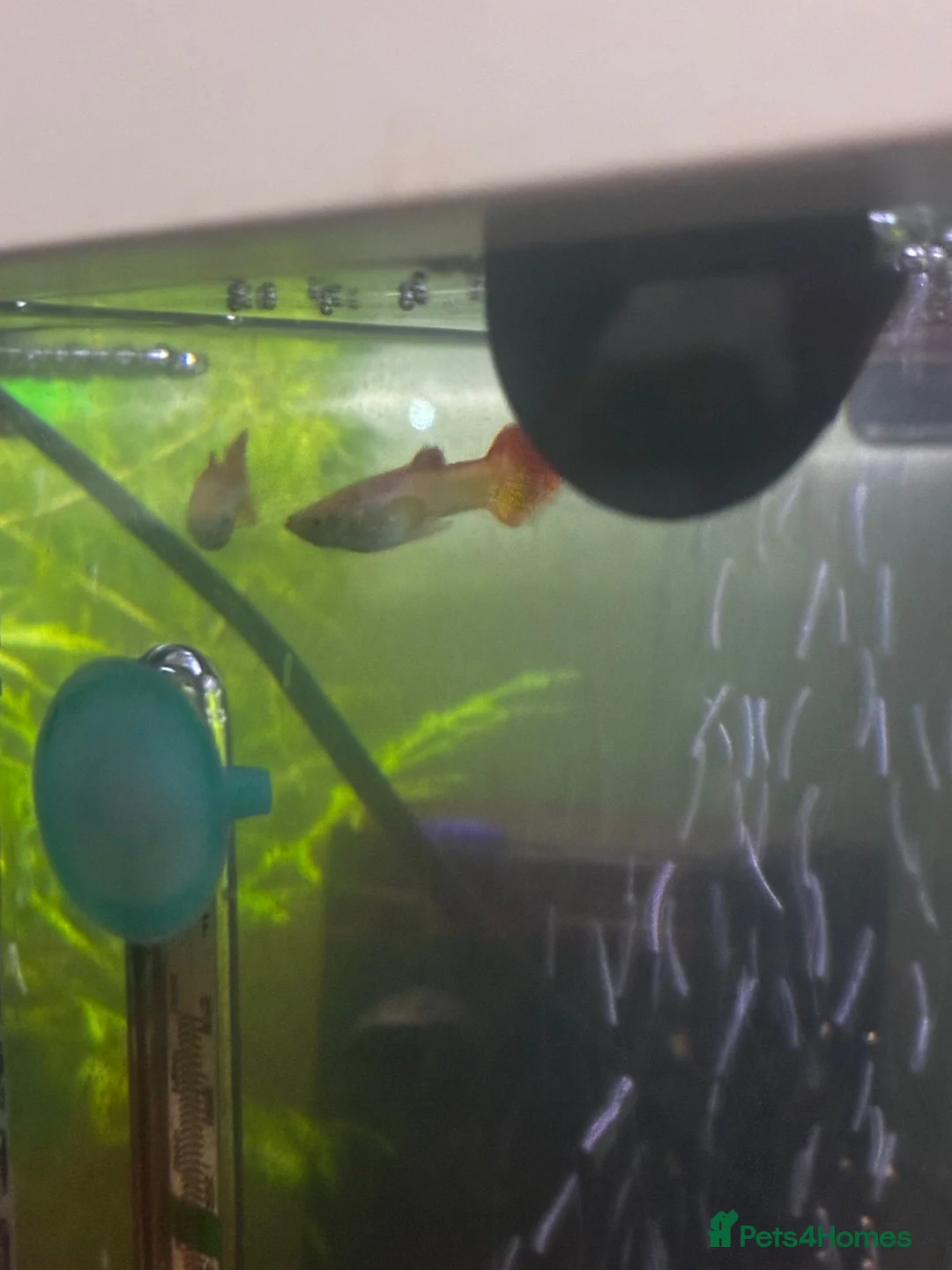 Rainbow Fish fish for sale: Rainbow guppys - Advert 2