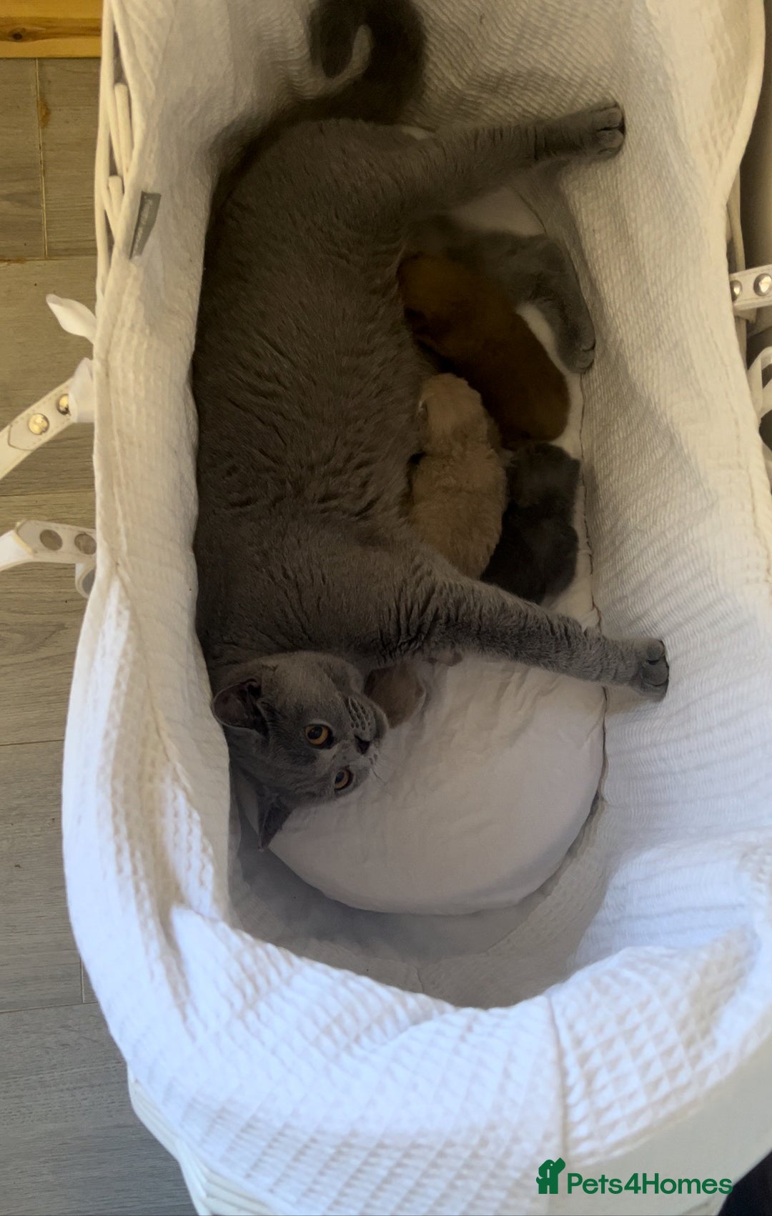 British Shorthair cats for sale: New litter! Champion lines BSH kittens - Image 10