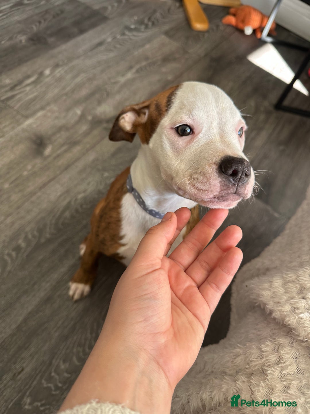 American Bulldog dogs for sale: American bulldogs  - Image 4