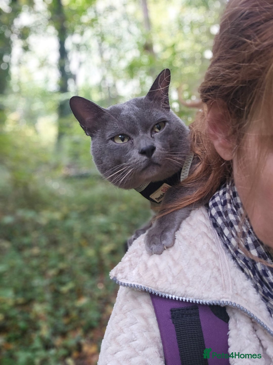 Burmese cats for stud: Midas and Oscar GCCF registered studs  - Advert 2