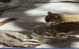 Sugar Glider rodents for sale: 3 sugar gliders and full set up - Advert 9