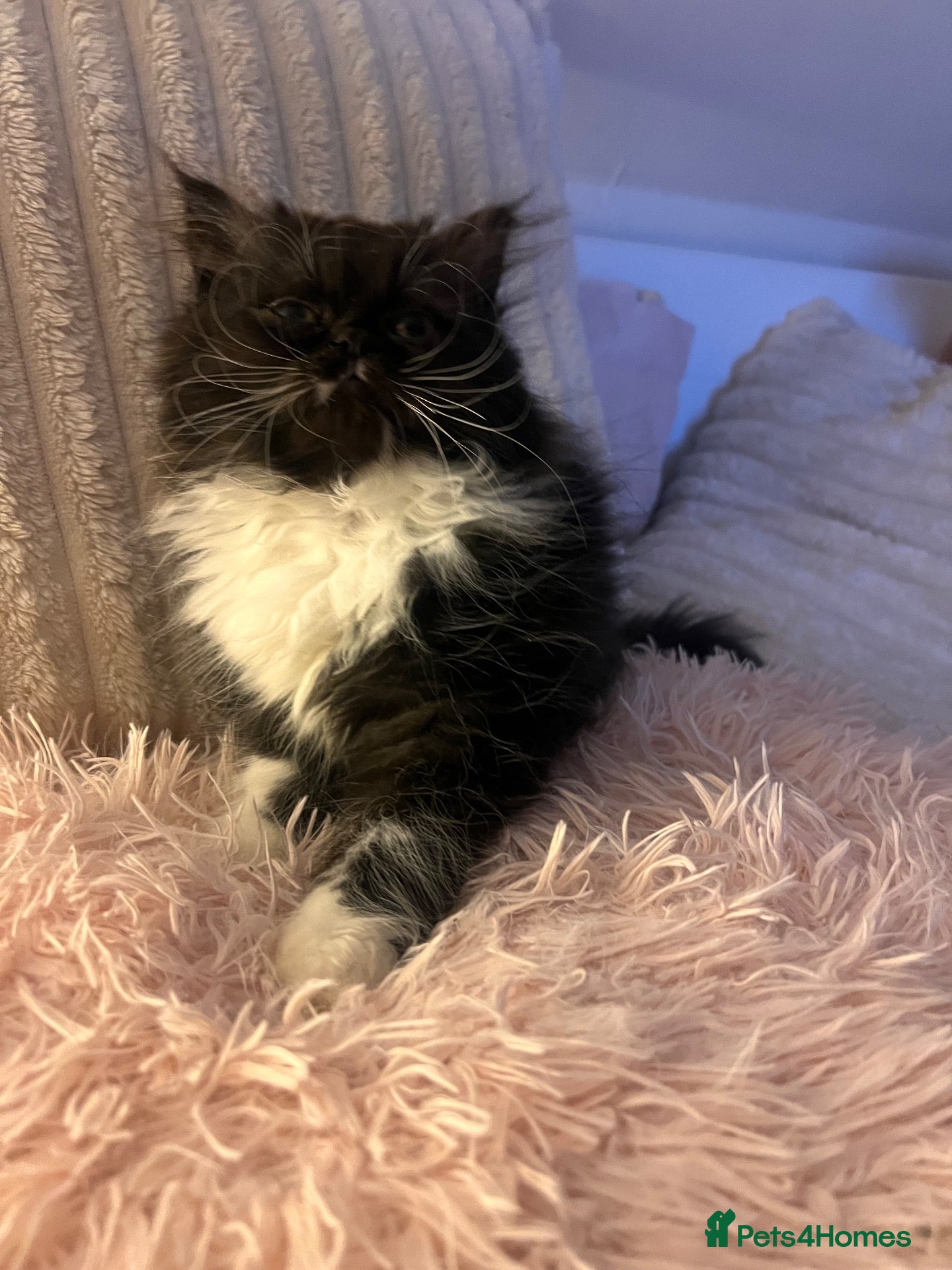 Persian cats 2 Gorgeous Persians Left - Advert 12