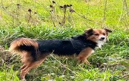 Mixed Breed dogs for sale: Enzo  - Image 1