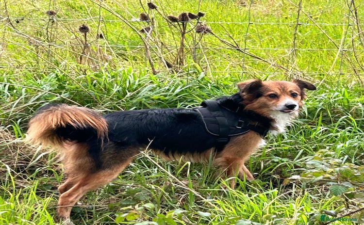 Mixed Breed dogs - Advert 1