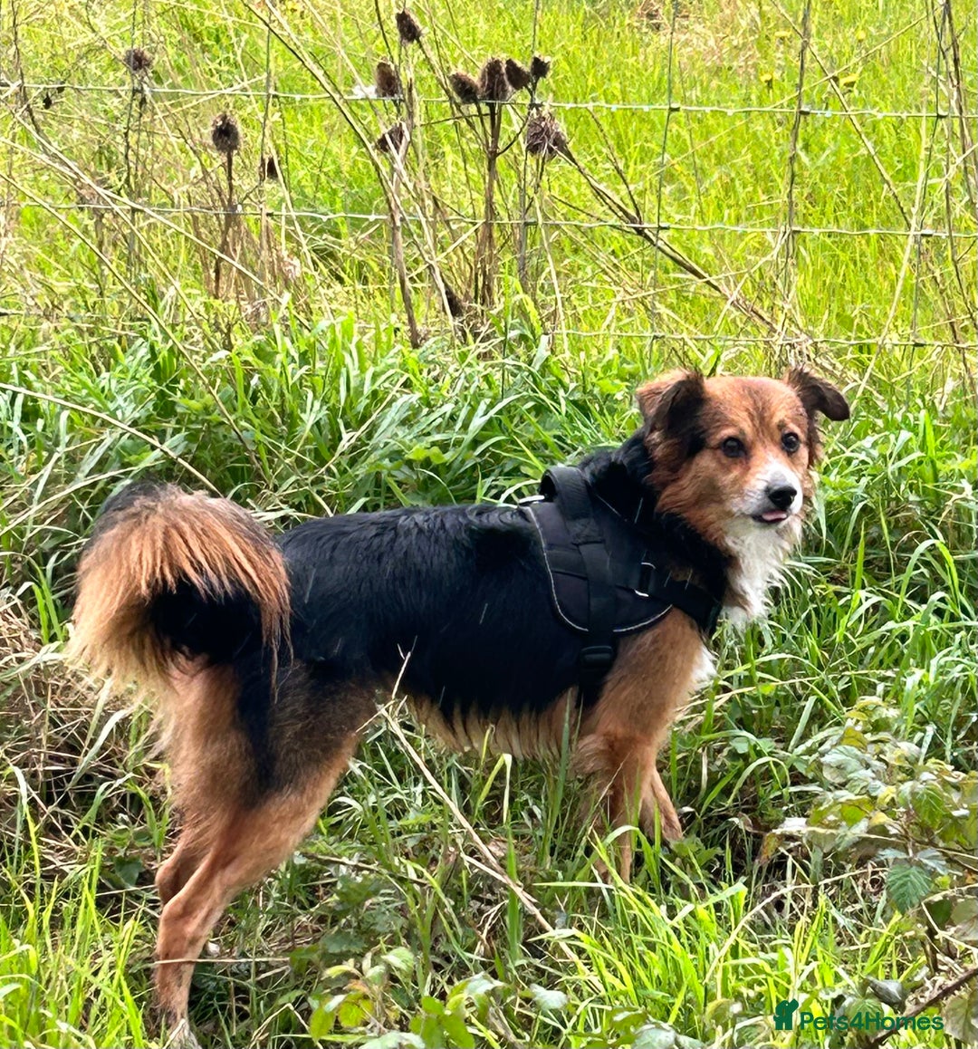 Mixed Breed dogs for sale: Enzo  - Image 1