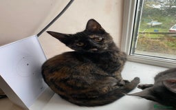 Maine Coon cats for sale: Maine coon x bengal kittens  - Image 7