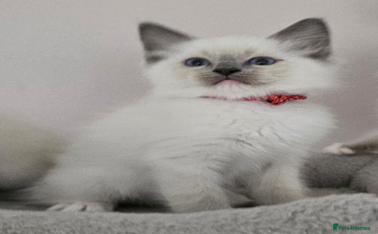 Ragdoll cats - Advert 3