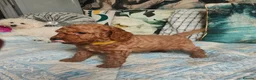 Cockapoo dogs for sale: Litter Cockapoo  in Maidenhead - Advert 5
