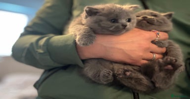 British Shorthair cats - Advert 7