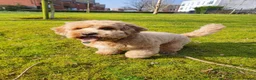 Cavapoochon dogs for sale: Ralph - 6 year old cavapoochon who loves attention in Sandbach - Advert 3